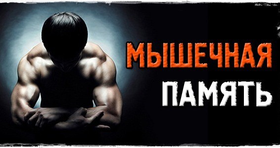 Мышечная память в спорте что это такое